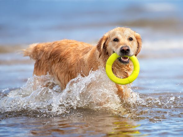 3 Tage Pfoten-Auszeit am Wochenende: Hunde übernachten kostenfrei