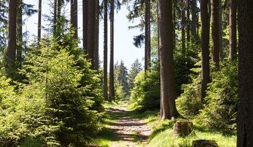 Taunus