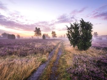 Lüneburger Heide – 7 Tage Abwechslung