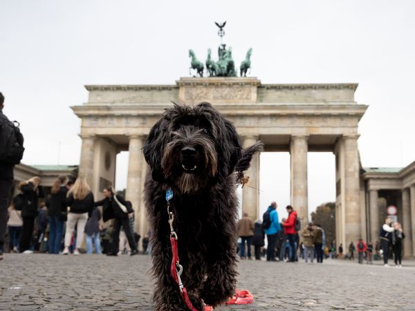 Berlin-Kurztrip mit Hund Frühstück