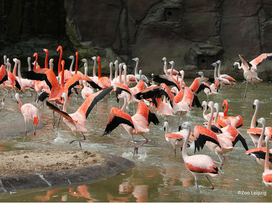 Zoo Leipzig mit Hotel