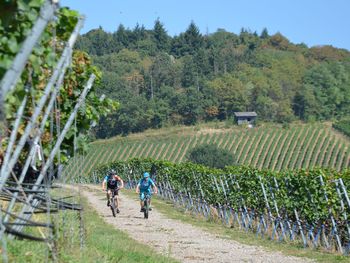 4 Tage Wohlfühl-Kurzurlaub am Oberrhein