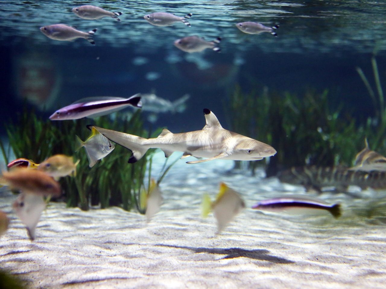 Ein Besuch im SEA LIFE Aquarium Oberhausen