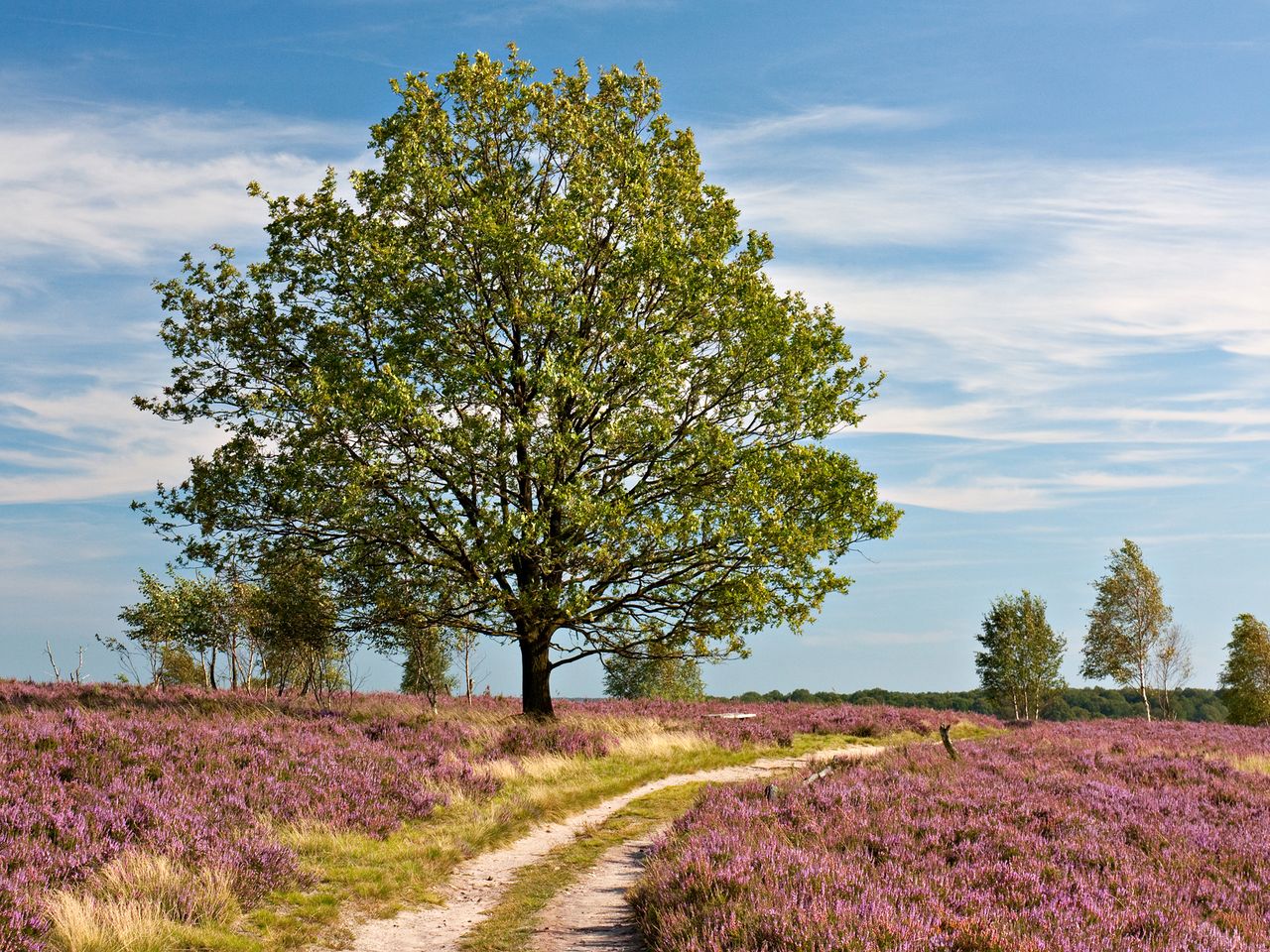 Wandern und Entdecken in der Lüneburger Heide