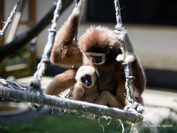 Tierpark Irgenöd