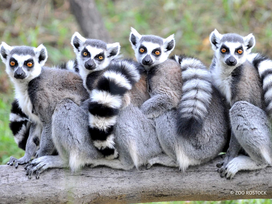Zoo Rostock Tickets mit Hotel