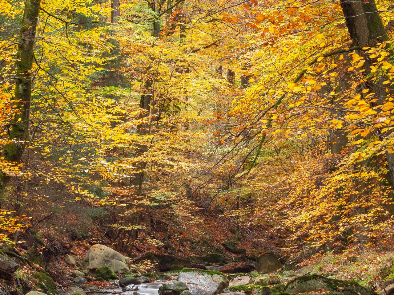 Wanderspaß im Harz -  5 Tage