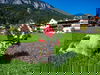 Almabtriebs Woche in Söll - 4 Nächte