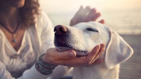 Wellness Wochenende mit Hund
