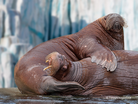 Tierpark und Tropen Aquarium Hagenbeck in Hamburg mit Hotel