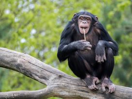 Serengeti Park Hodenhagen mit Hotel
