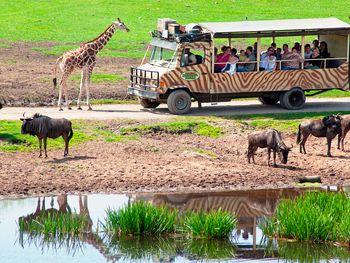 Serengeti Park Hodenhagen mit Hotel