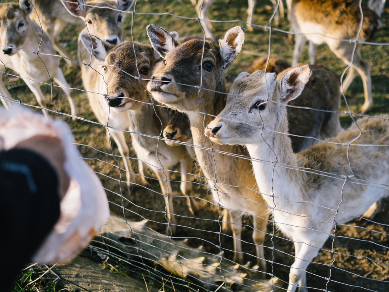 Tierisches Erlebnis im Harz - 6 Tage Ettershaus