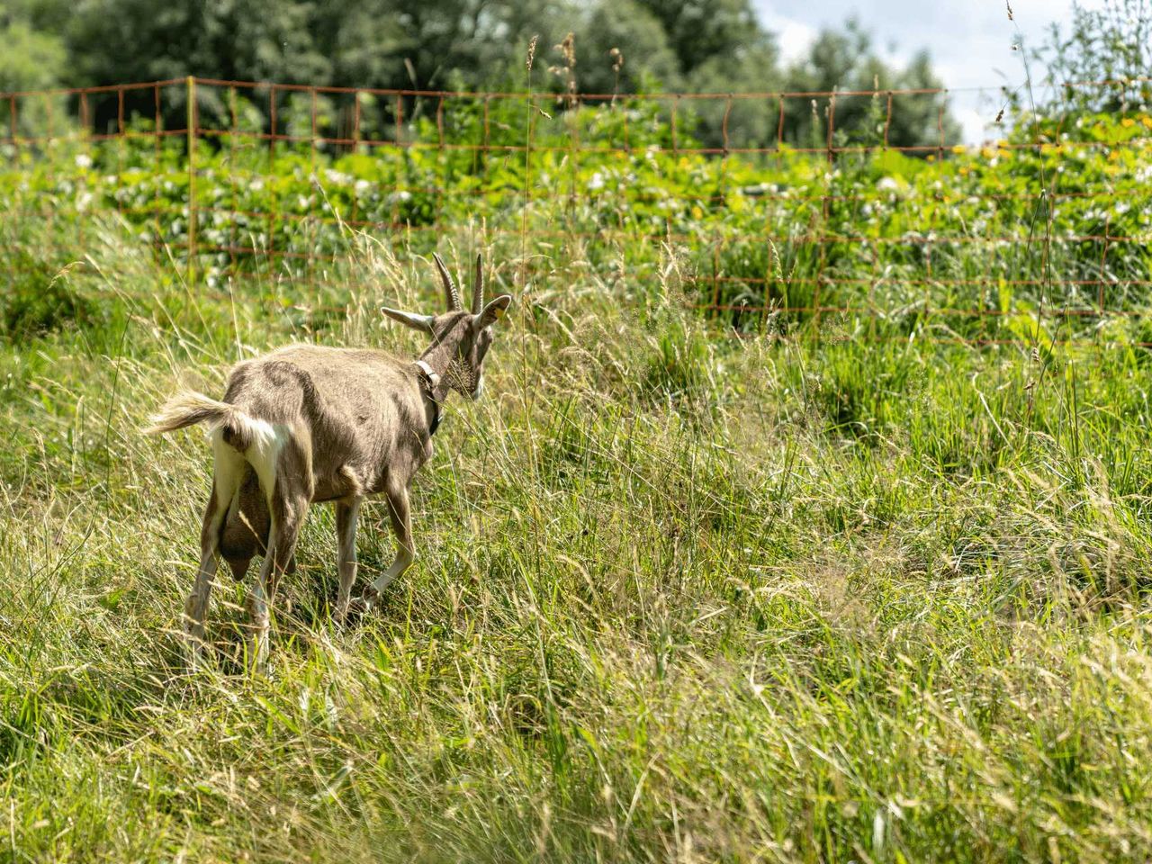 Einklang mit der Umwelt: veg. Bio-Resort in den Alpen