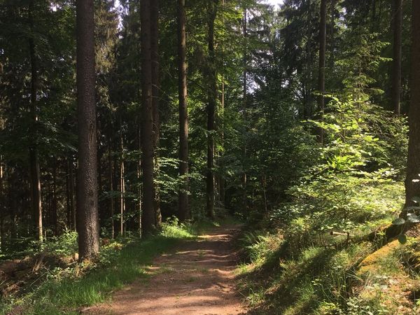 4 Tage Wanderspaß in der Region Odenwald/Bergstraße in Grasellenbach, Hessen inkl. Frühstück