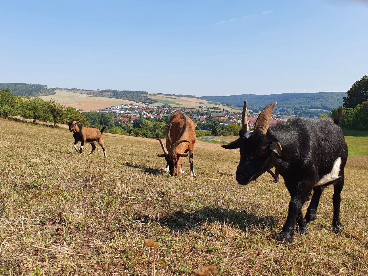 Körbchen voller Ostereier und Ostertage in Franken