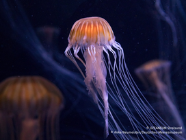 OZEANEUM Stralsund mit Ticket und Hotel
