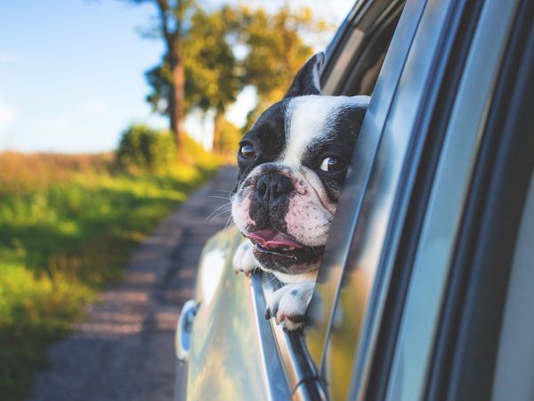 4 Tage Urlaub mit Hund in den Tiroler Bergen inkl. HP in Ehrwald Halbpension
