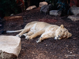 Zoo Schwerin mit Tageseintritt und Übernachtung