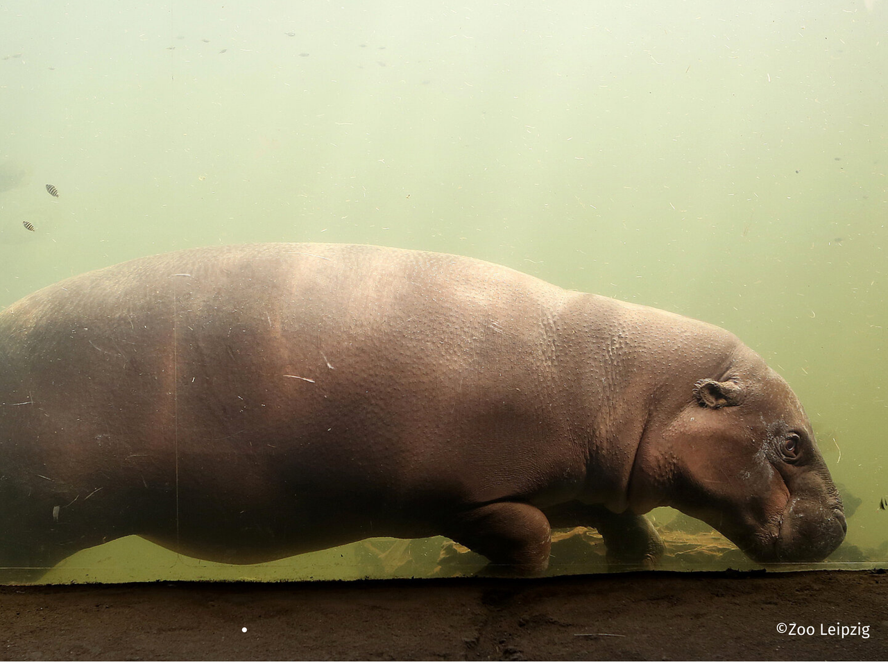 Zoo Leipzig