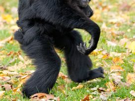 Serengeti Park Hodenhagen mit Hotel