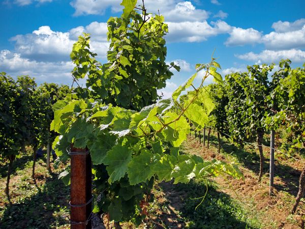 Romantische Auszeit zu Zweit:3 Tage an der Weinstraße in Neustadt an der Weinstraße, Rheinland-Pfalz inkl. Halbpension