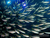 OZEANEUM Stralsund mit Ticket und Hotel