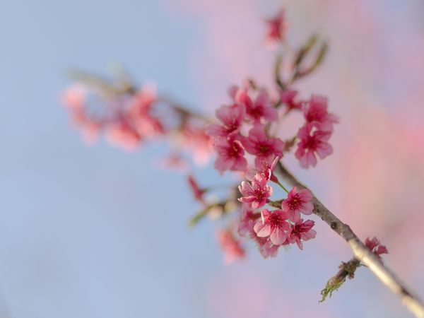 Pfingsten Deluxe / 2 Nächte in Hameln Halbpension