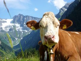 Sommerurlaub in den Kitzbüheler Alpen - 5 Tage mit HP