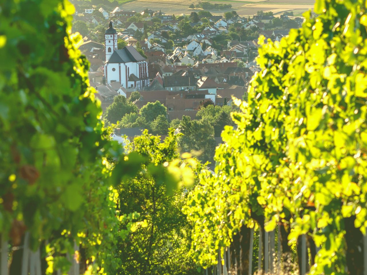 Fränkisches Weinland und Würzburg Special