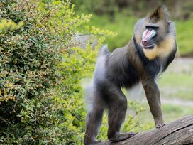 Serengeti Park Hodenhagen mit Hotel