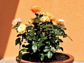 Mitten in den Salzburger Bergen- 3 Tage mit HP