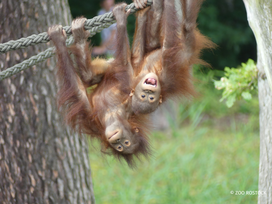 Zoo Rostock Tickets mit Hotel