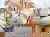 Urlaub mit Hund im Schwarzwald I 4 Tage