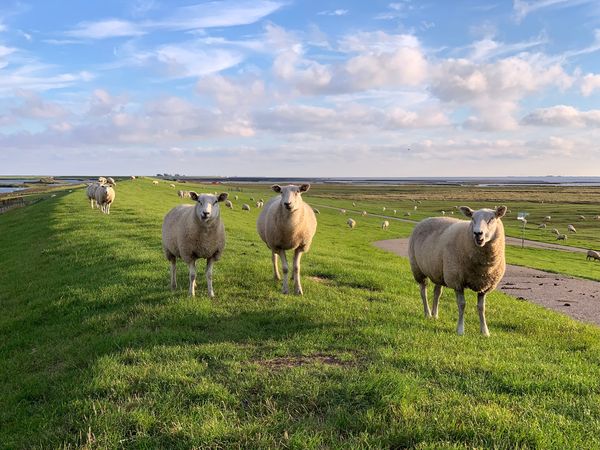 2 Tage Kurz mal an die Nordsee – mit Deichführung – 2 Nächte in Hattstedtermarsch, Schleswig-Holstein inkl. Halbpension