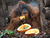 Tierpark und Tropen Aquarium Hagenbeck in Hamburg mit Hotel