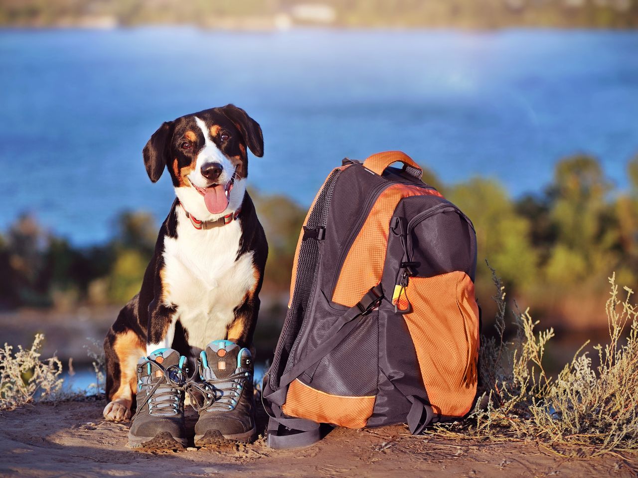 Urlaub mit Hund im Bayerischen Wald