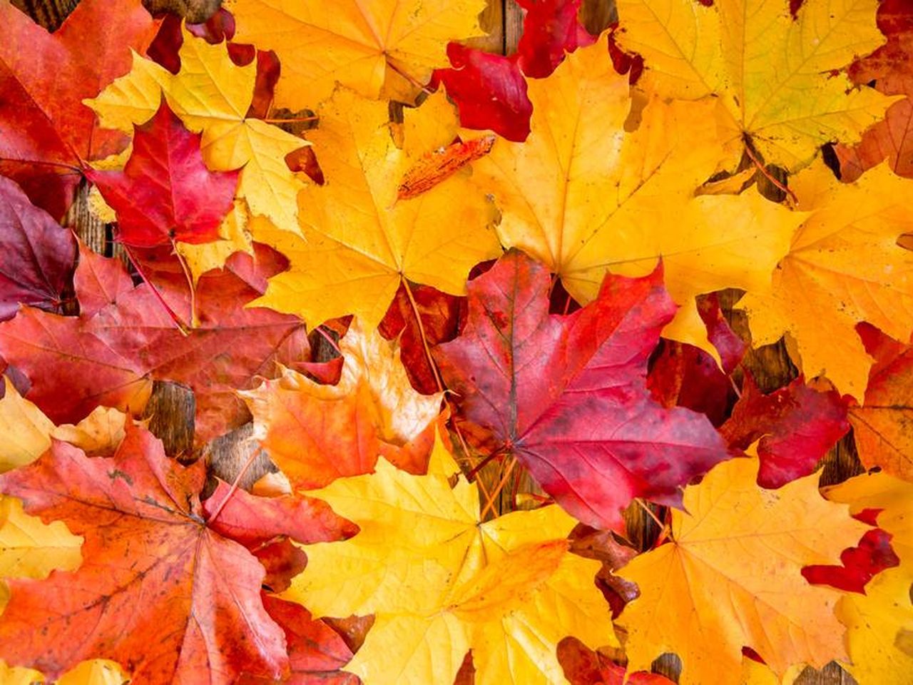 Herbstzeit in der Lutherstadt Wittenberg