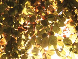 Veluwe Auszeit im Hotel De Paasberg – 3 Tage