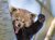 Opel-Zoo Tickets mit Hotel