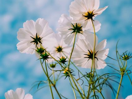 Hello Spring