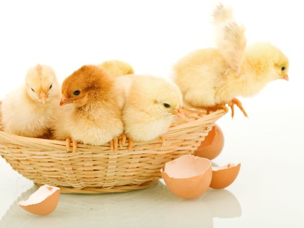 Oster Urlaub bei Zwickau-inkl. Osterüberraschung in Mülsen Frühstück