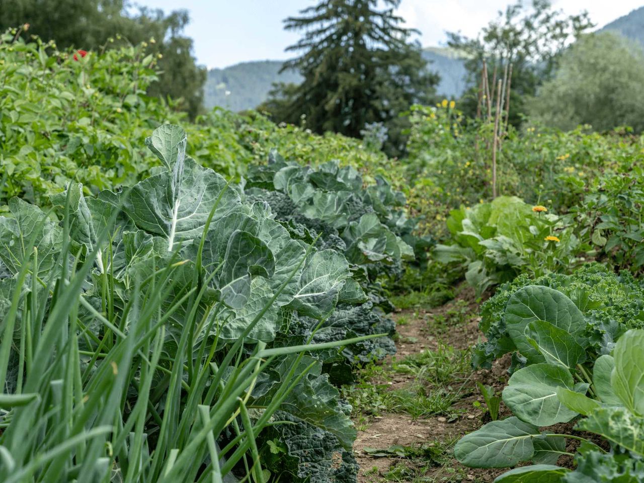 Familienkurzurlaub im veg. Bio-Resort in den Alpen.