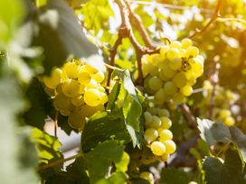 4 Kennenlerntage an der Mosel inkl. Wein & Gutschein Schiffsrundfahrt