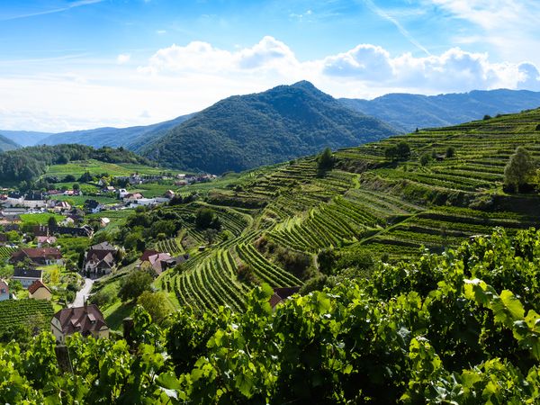 6 Tage Weingenuss in Niederösterreich mit HP in Spitz inkl. Halbpension