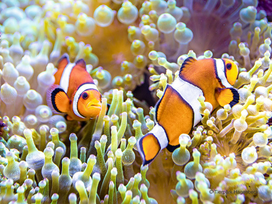 Tierpark und Tropen Aquarium Hagenbeck in Hamburg mit Hotel