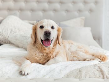 Erholsame Tage mit Hund am Fürther Stadtwald