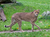 Opel-Zoo Tickets mit Hotel