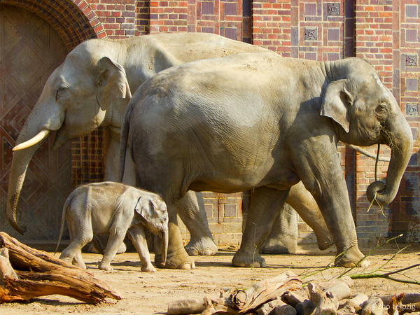 Tierisches Vergnügen in der goldenen Stadt – 4 Tage in Prag (Praha) Halbpension