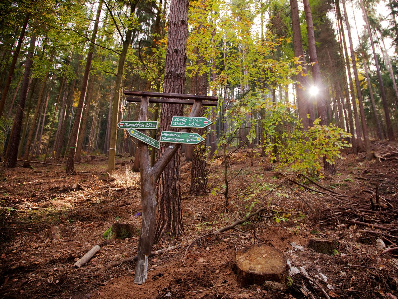 Herbsterwachen im Wald